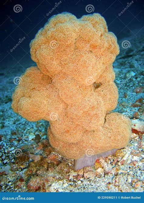 coral in tagalog|Coral in Tagalog .